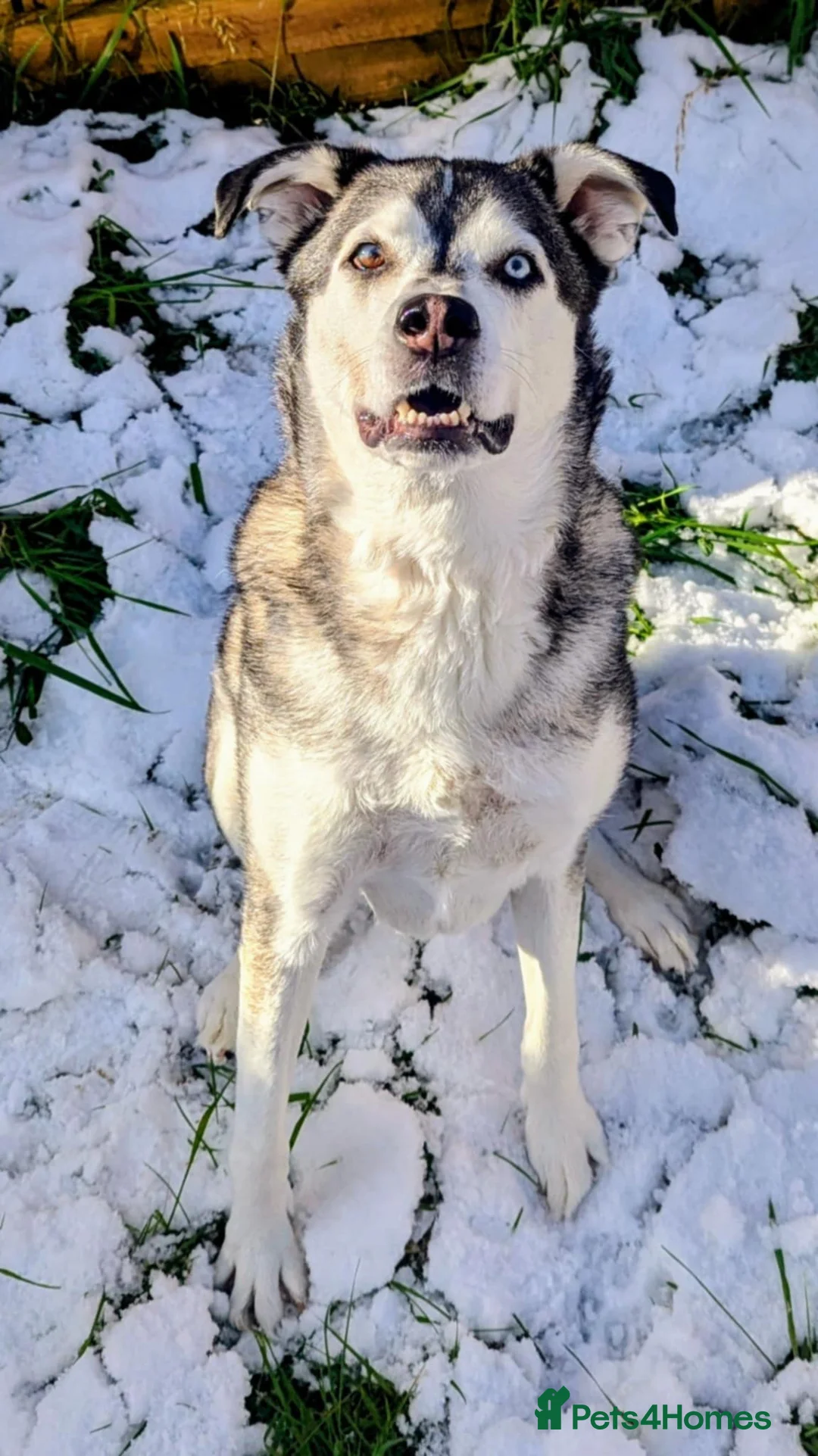 Mixed Breed dogs for adoption: Gus is ready to steal your heart - Advert 2