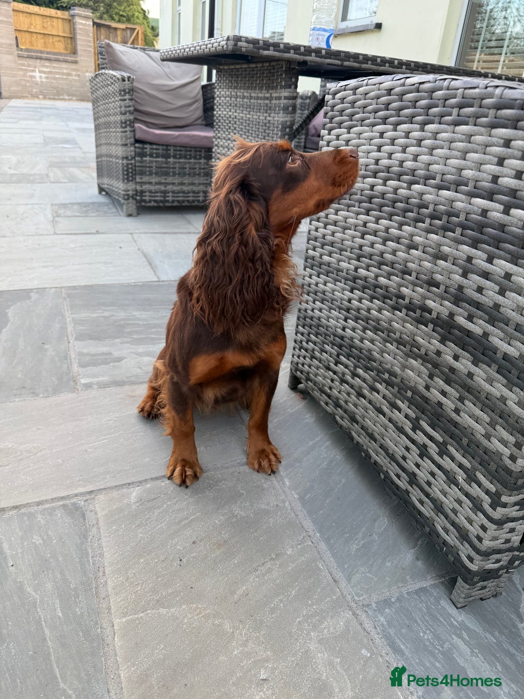 Cocker Spaniel dogs for sale: Stunning KC Working Cocker Spaniel Puppies - Image 11