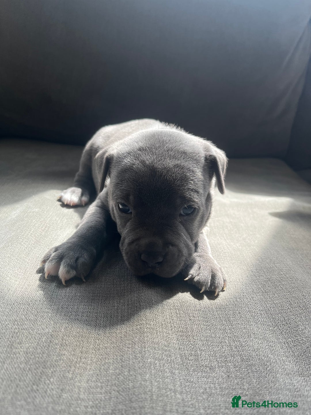 Staffordshire Bull Terrier dogs for sale: Full pedigree blue Staffordshire bull terriers - Image 4