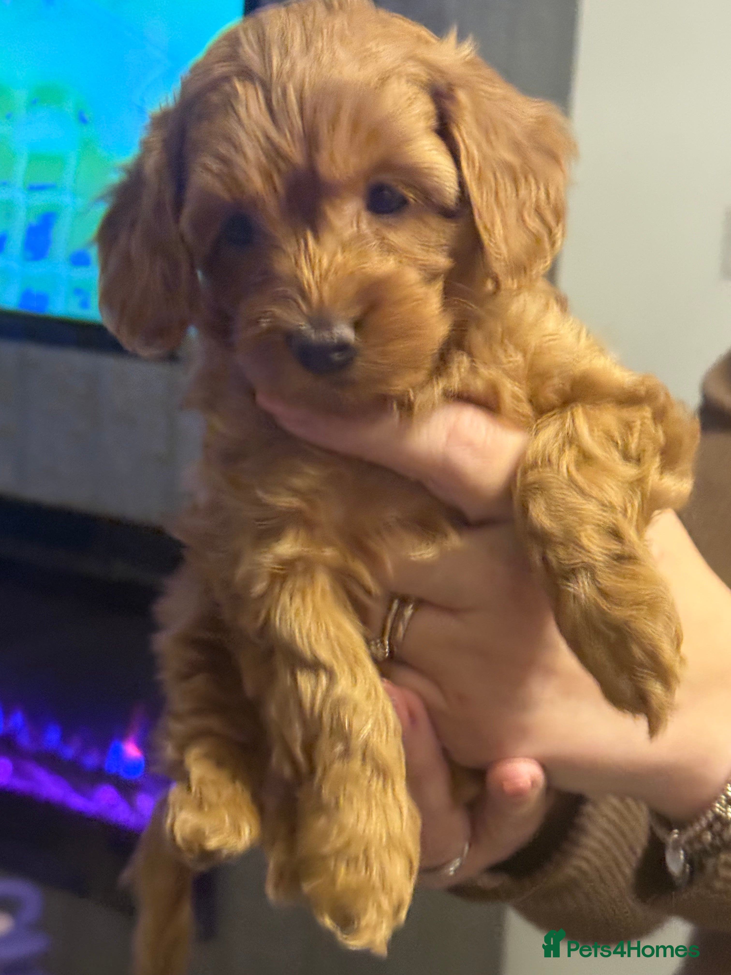 Maltipoo dogs Red maltipoo puppies - Advert 13