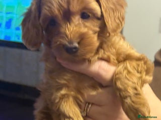 Maltipoo dogs Red maltipoo puppies - Advert 13