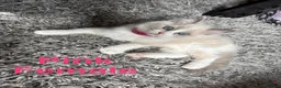 Ragdoll cats for sale: Pure Ragdoll Kittens Ready to leave  - Advert 6