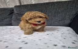 Maltipoo dogs for sale: 3 Maltipoo Puppies For sale - Image 9