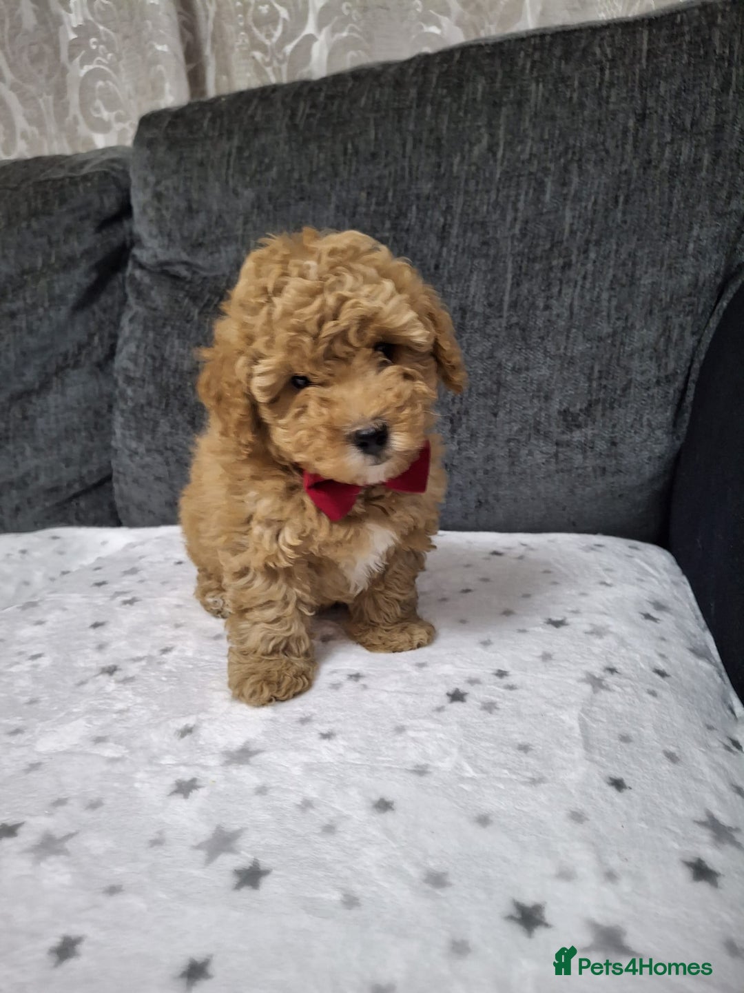 Maltipoo dogs for sale: 3 Maltipoo Puppies For sale - Image 9