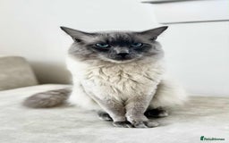 Ragdoll cats for sale:  Ragdoll kittens. 1 girl. 1 boy  - Image 7