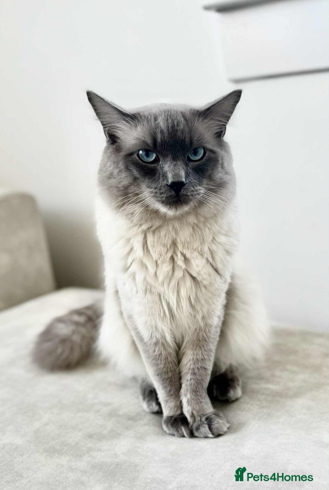Ragdoll cats for sale:  Ragdoll kittens. 1 girl. 1 boy  - Image 7