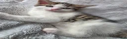Mixed Breed cats for sale: 3 Mainecoon Mix Kittens  - Advert 10