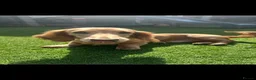 Dachshund dogs for sale: dachshund puppies For sale  - Advert 26
