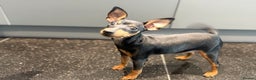 Miniature Pinscher dogs for sale: Pure 100% Miniature Pinscher-Licensed Breeder🐾❤️  - Advert 7