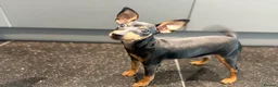 Miniature Pinscher dogs for sale: Pure 100% Miniature Pinscher-Licensed Breeder🐾❤️  - Advert 7