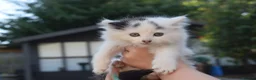 Mixed Breed cats for sale: 3 FLUFFIEST black & white kittens! 2 female 1 male - Advert 8