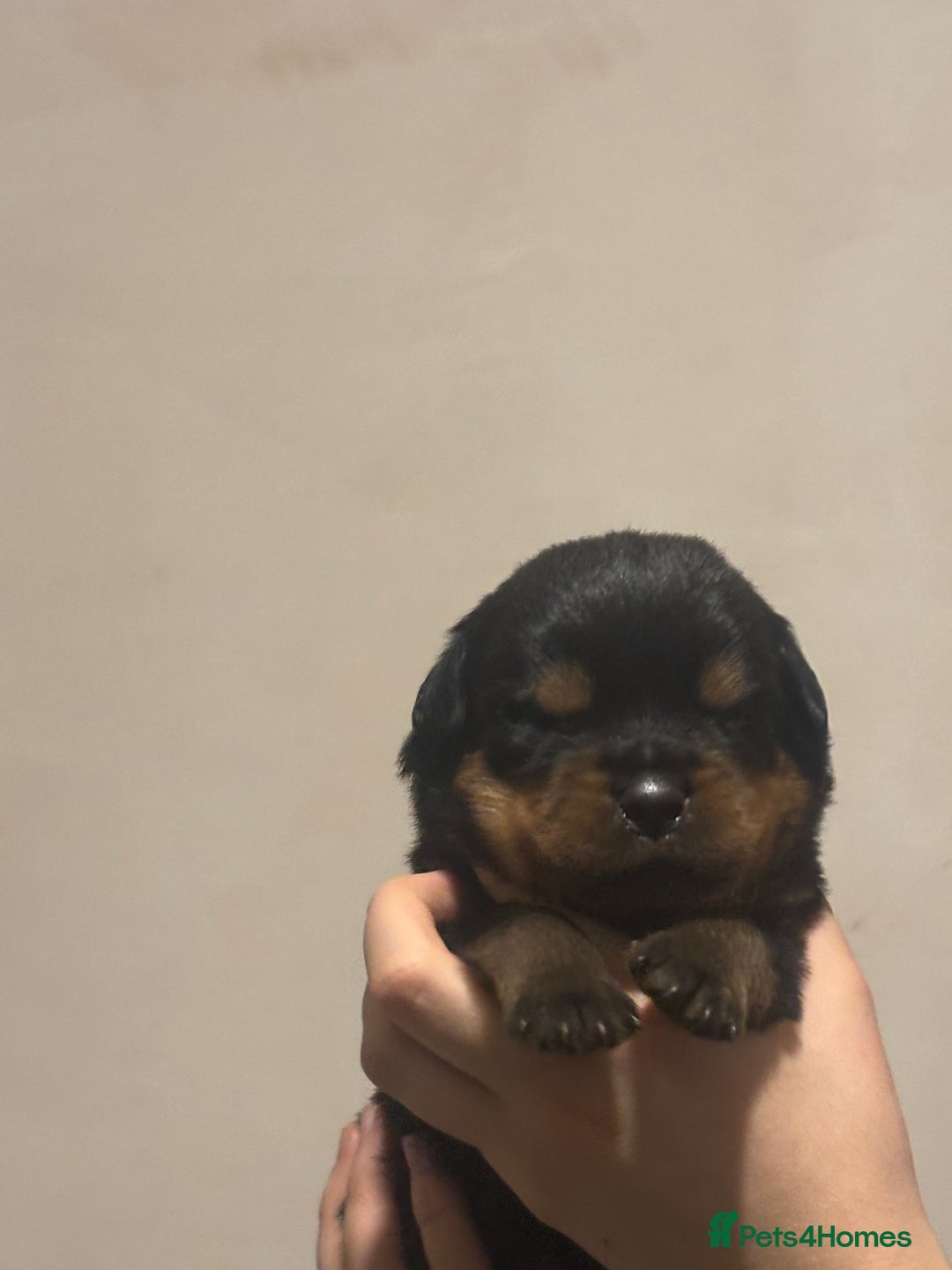 Rottweiler dogs for sale: Rottweiler puppies - Image 24