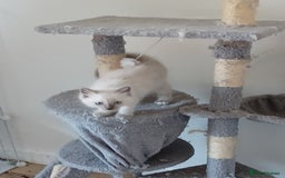 Ragdoll cats for sale: Mink ragdoll kittens - Image 3