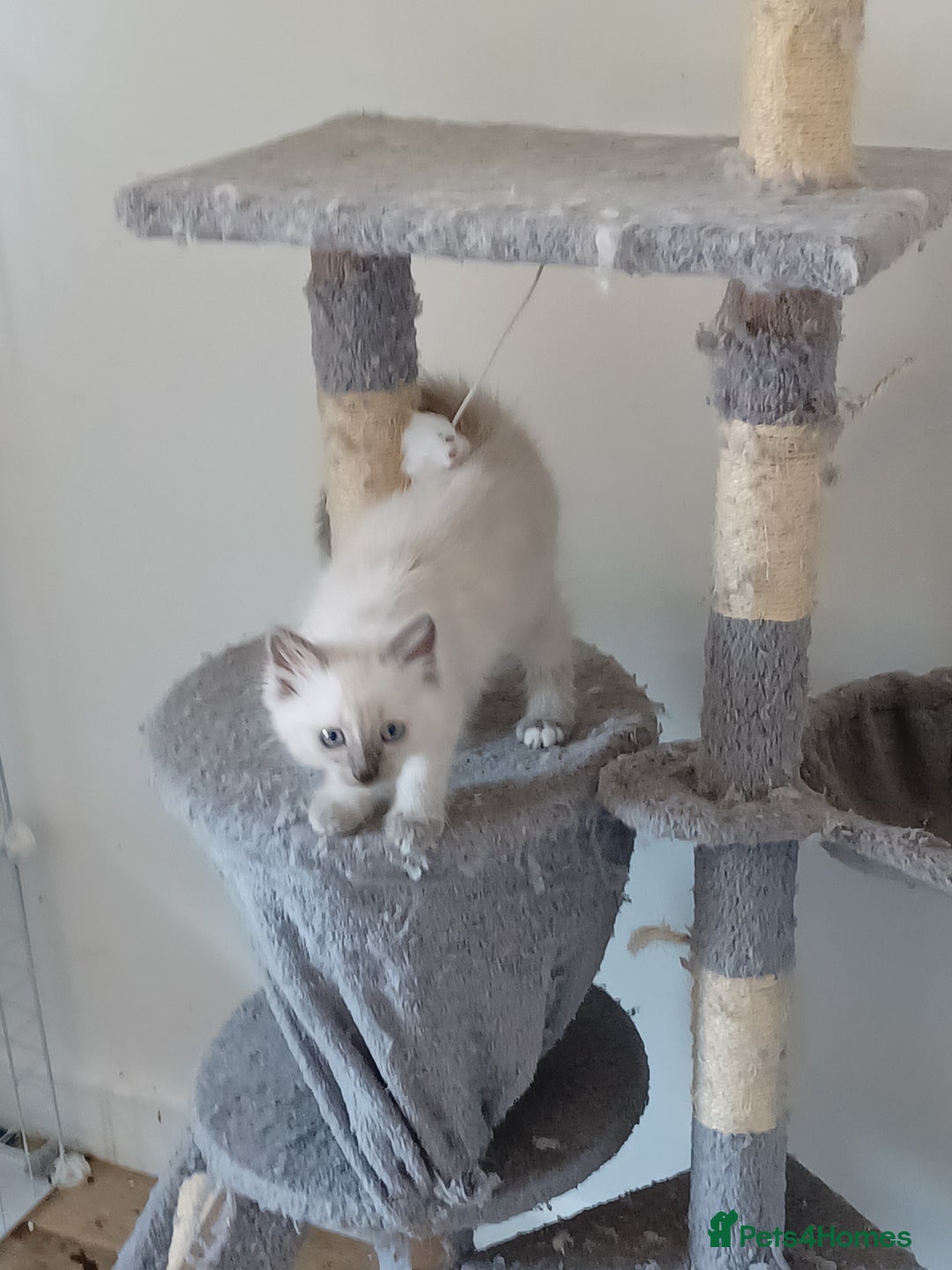 Ragdoll cats for sale: Mink ragdoll kittens - Image 3