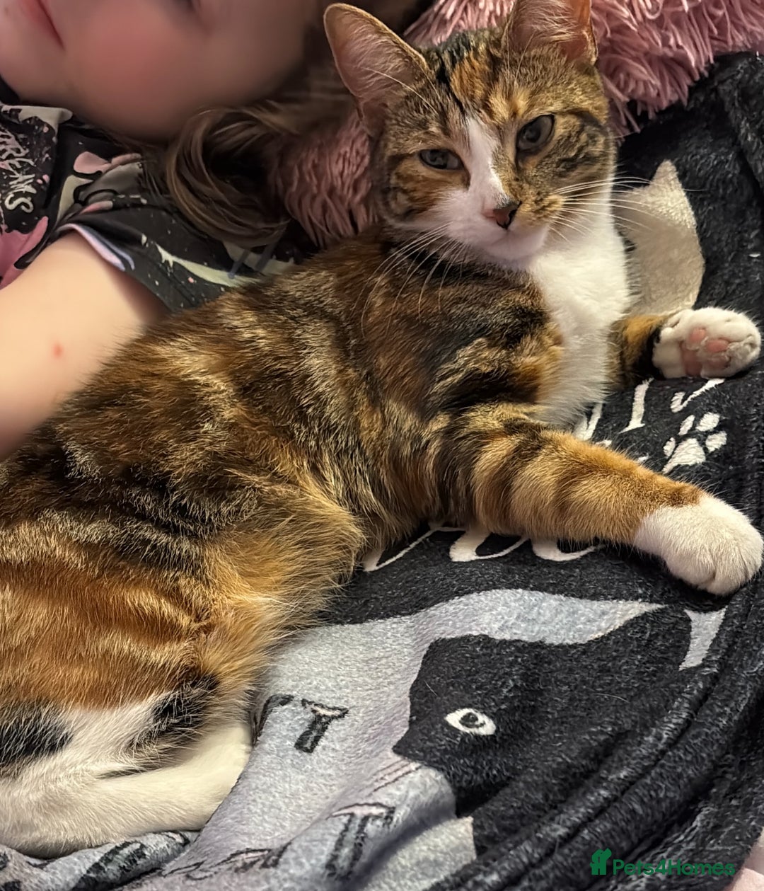 Mixed Breed cats for sale: Mixed tabby long fur - Image 7