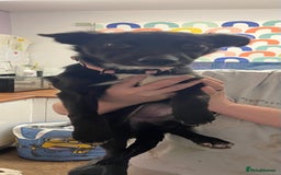 Mixed Breed dogs for sale: Collie cross pups  - Advert 17