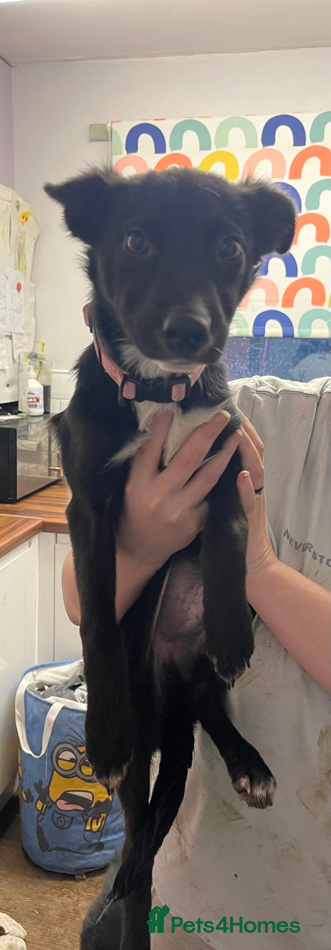 Mixed Breed dogs for sale: Collie cross pups  - Advert 17