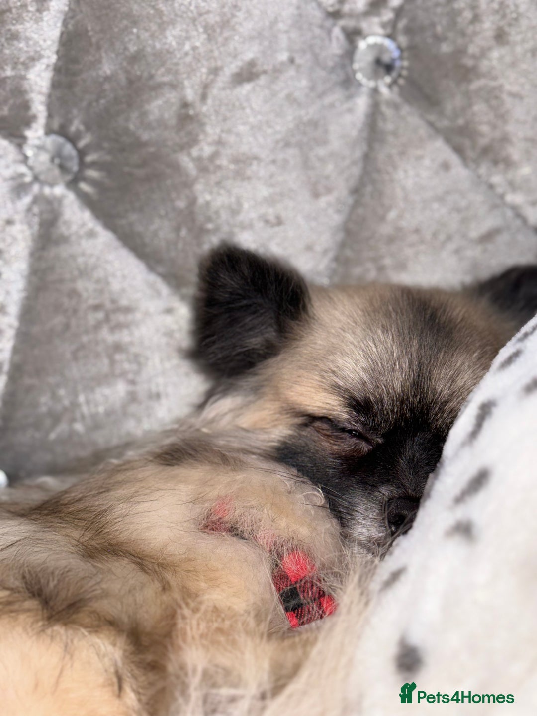 Pomeranian dogs for stud: 2kg, KC Registered, Proven, Pomeranian  in Cardiff - Advert 6