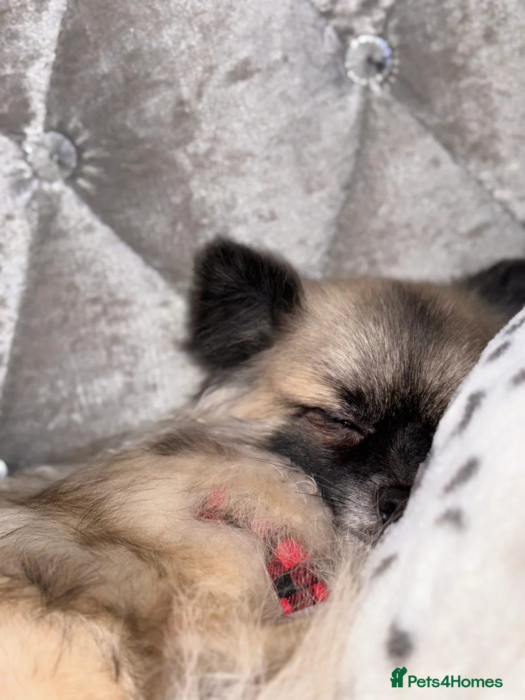 Pomeranian dogs for stud: 2kg, KC Registered, Proven, Pomeranian  in Cardiff - Advert 6