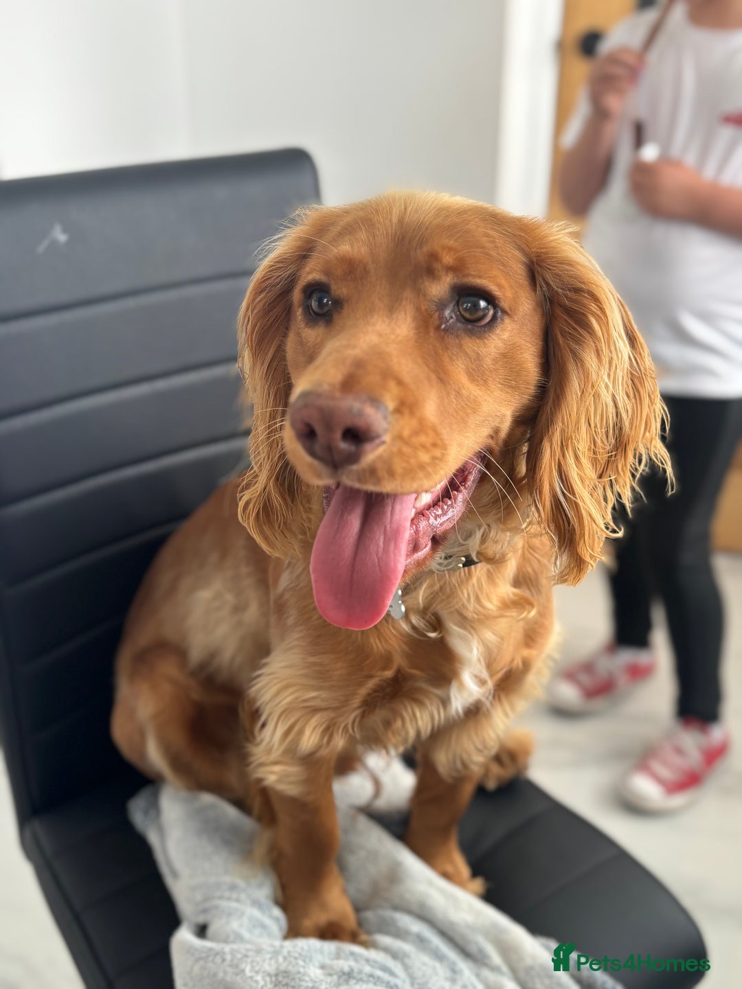 Cocker Spaniel dogs for sale: Cocker spaniel Male 1 year old  - Advert 14