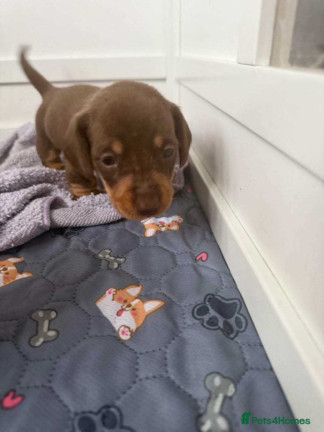 Miniature Dachshund dogs for sale: Gorgeous miniature dachshunds   - Advert 9