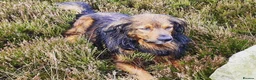 Mixed Breed dogs for sale: German Shepherd x Springer Spaniel puppies - Advert 11