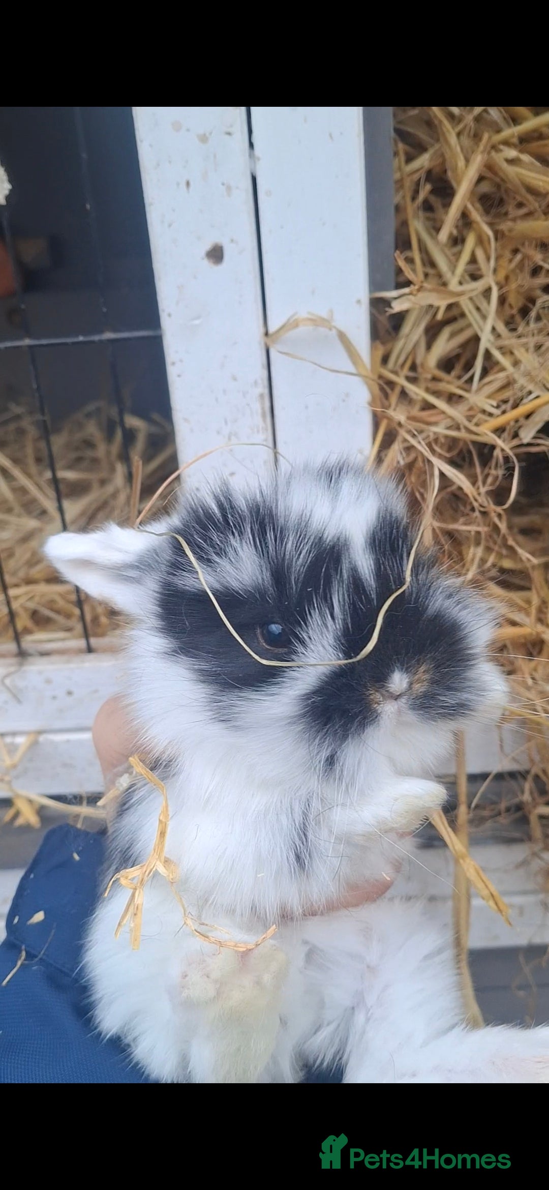 Mini Lion Lop rabbits Mini lionlops  - Advert 14