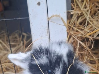 Mini Lion Lop rabbits Mini lionlops - Advert 14