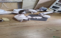 Ragdoll cats for sale: Cute Ragdoll Kittens for Sale - Image 9