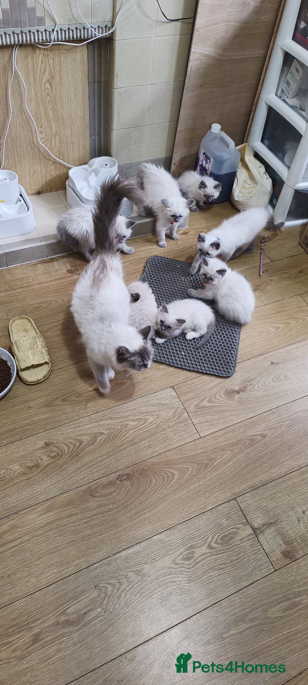 Ragdoll cats for sale: Cute Ragdoll Kittens for Sale - Image 9