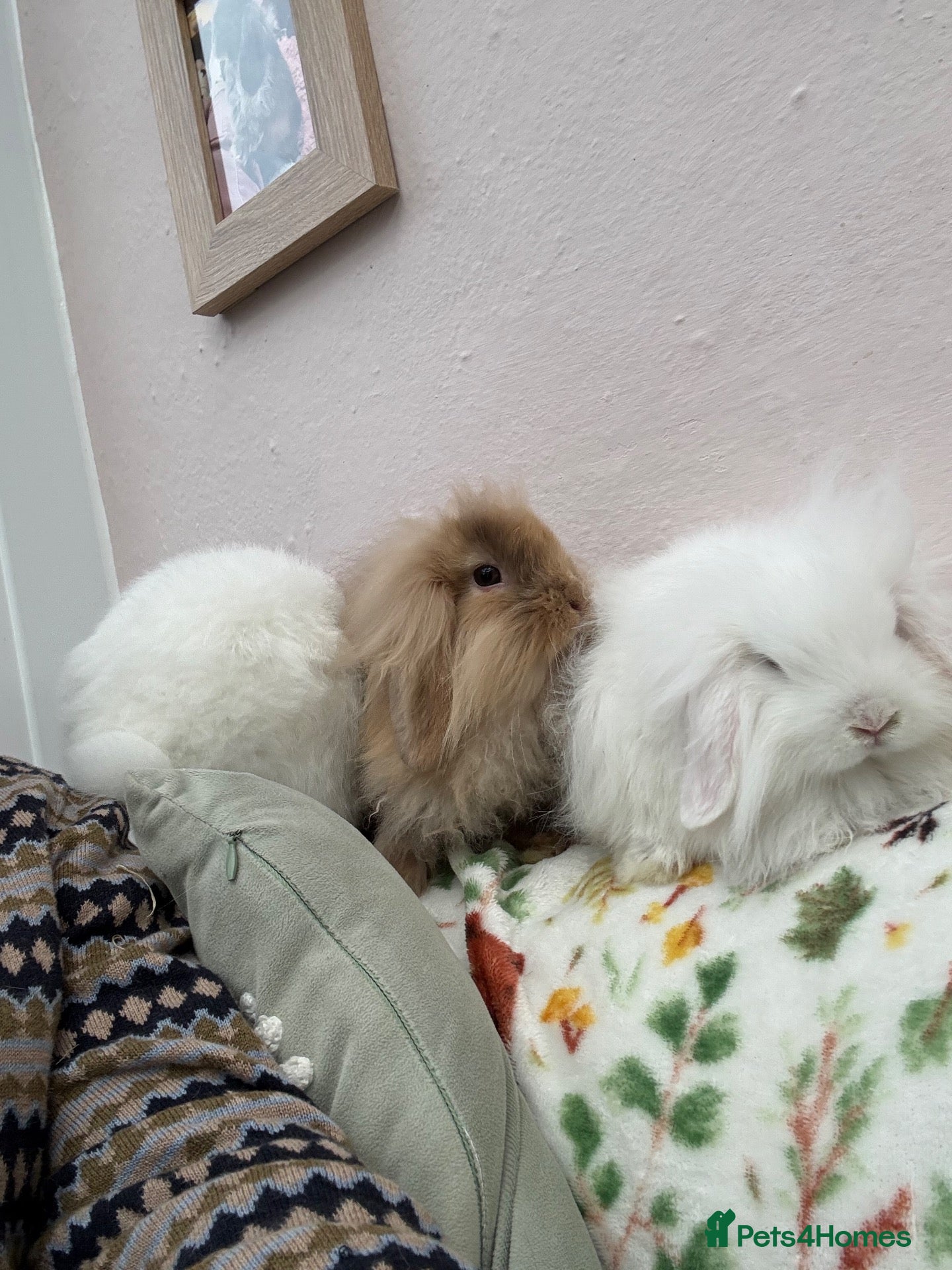 Mini Lop rabbits Mini lops-vaccinated-raised indoors  - Advert 2