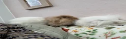 Mini Lop rabbits for sale: Mini lops-vaccinated-raised indoors  - Advert 2
