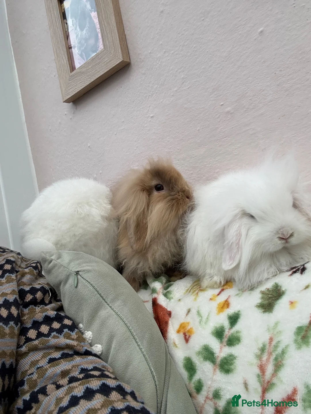 Mini Lop rabbits for sale: Mini lops-vaccinated-raised indoors  - Advert 2