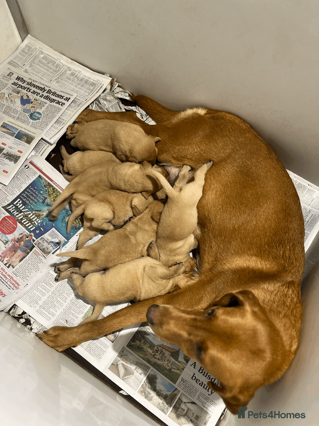Labrador Retriever dogs for sale: Lovely litter of 7 fox red KC reg labrador puppies - Image 9