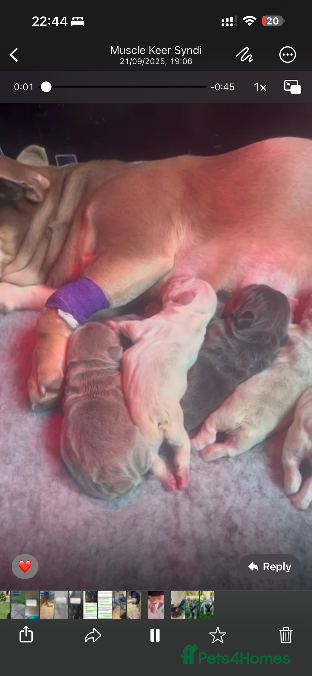 French Bulldog dogs for sale: FRENCH BULL DOGS (PINKS) - Image 3