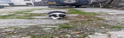 Border Collie dogs for sale: Border collie pups for sale - Advert 15