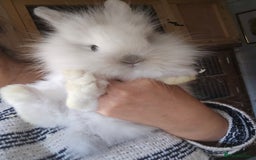 Lionhead rabbits for sale: 5 Beautiful Lion Head Babies - Advert 10