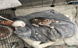Mixed Breed cats for sale: Super cute fun kittens - Image 8