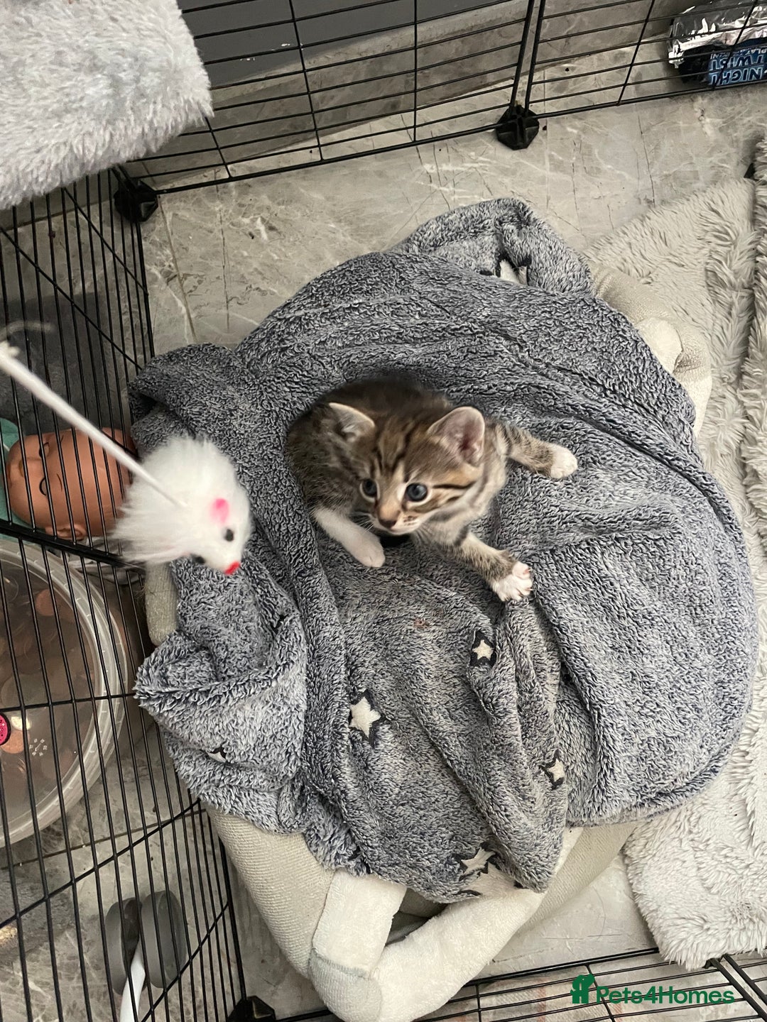 Mixed Breed cats for sale: Super cute fun kittens - Image 8