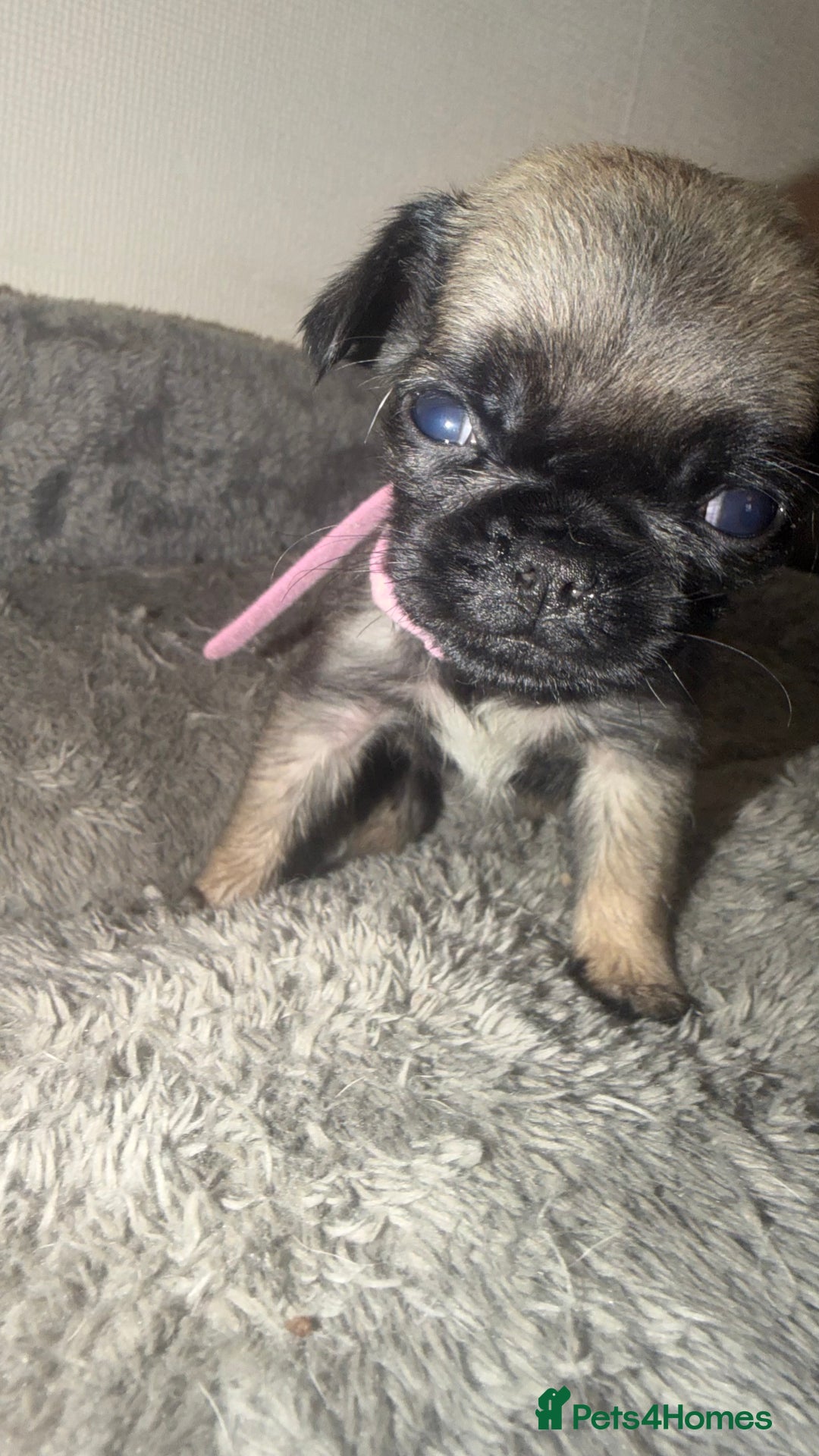 Pug dogs for sale: Beautiful Litter of 6 Pug Puppies, Rare Colours  - Advert 12
