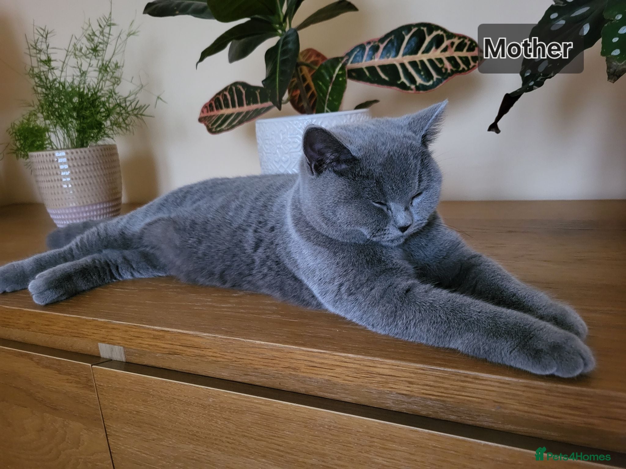 British Shorthair cats GCCF British Shorthair Champion Bloodline - Advert 1
