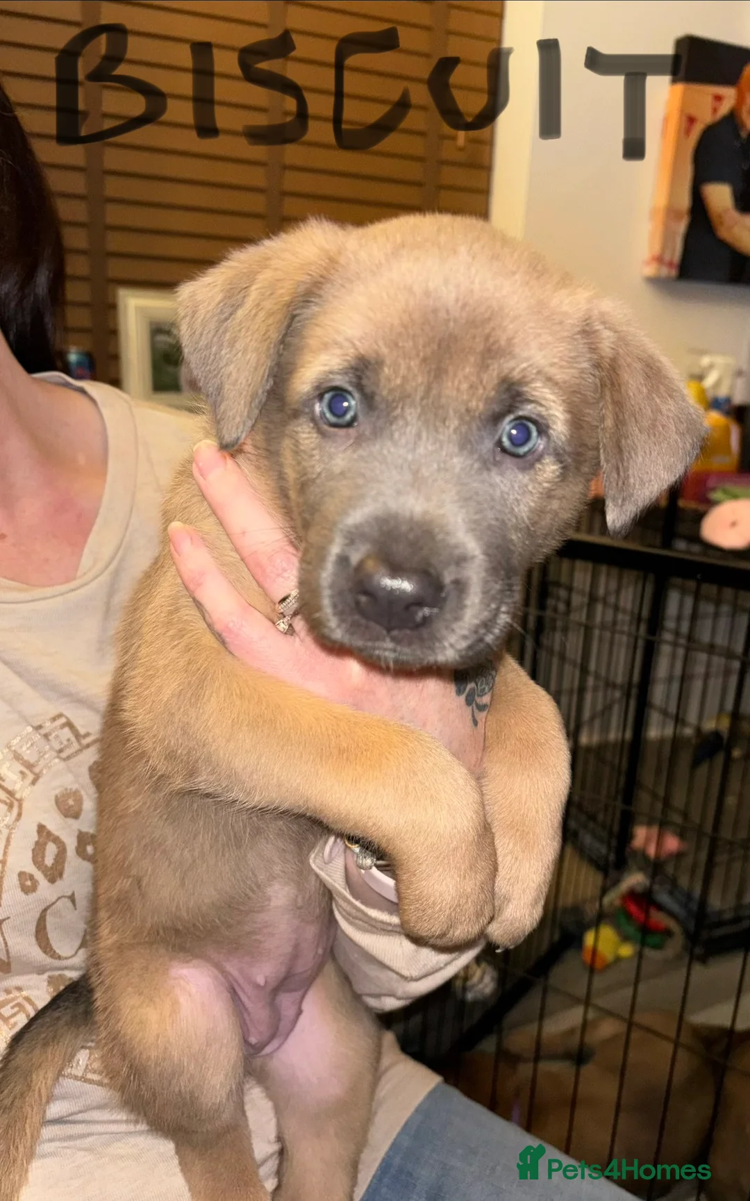 Belgian Shepherd Dog dogs for sale: Belgian Malinois cross puppies for sale.  - Advert 13