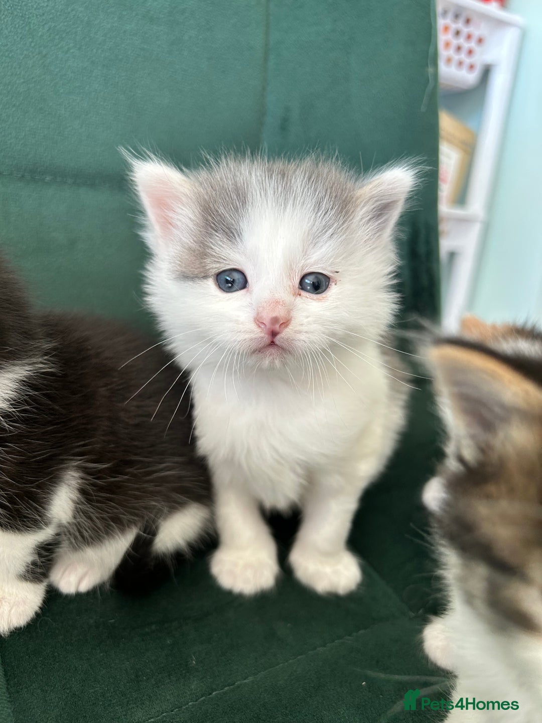British Longhair cats for sale: Fluffy little angels  - Image 5
