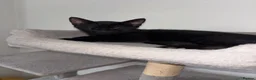 Domestic Shorthair cats for sale: Russian Blue x Domestic Shorthair Kittens - Advert 9