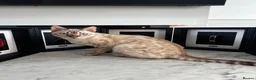 Bengal cats for sale: Snow Lynx Bengal - Advert 9