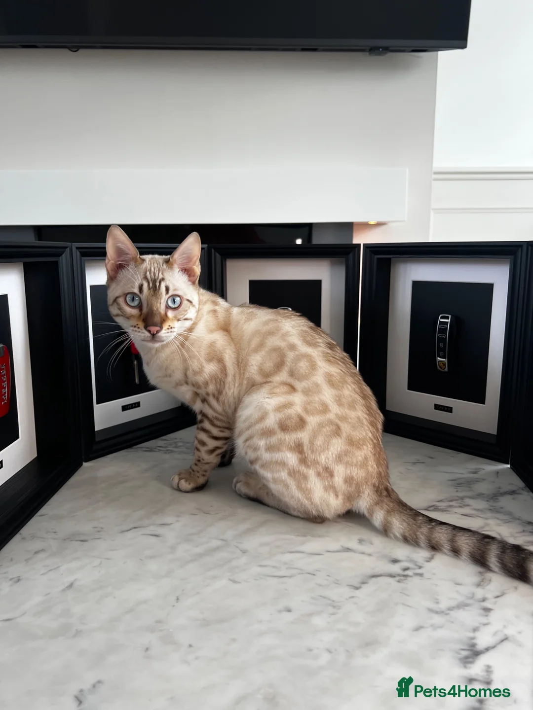Bengal cats for sale: Snow Lynx Bengal - Advert 9