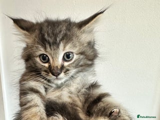 Maine Coon cats We have 4 sweet English Maine coon kittens❣️ - Advert 7