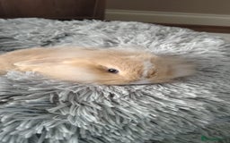Mini Lop rabbits for sale: Beautiful Mini Lop Babies - 6 to choose from  - Image 18