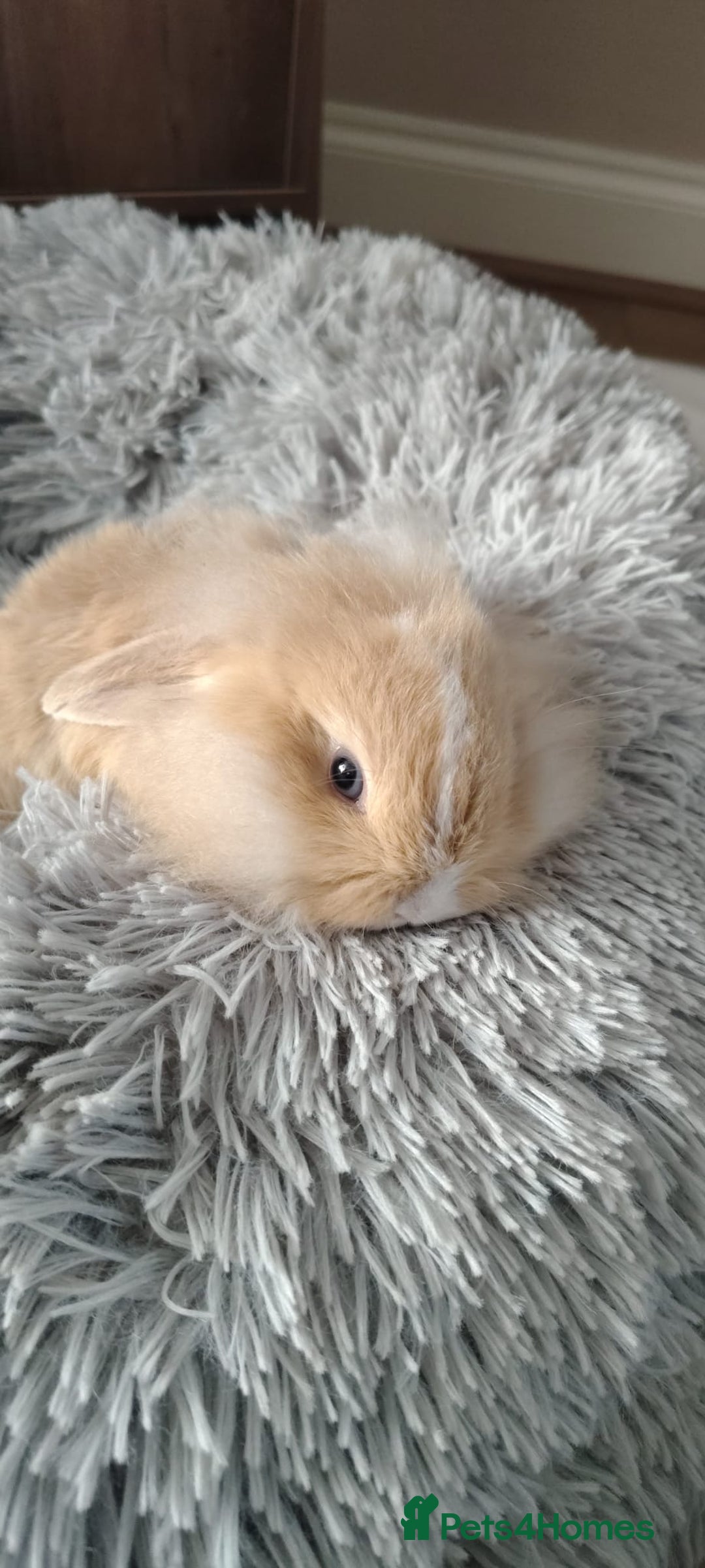 Mini Lop rabbits for sale: Beautiful Mini Lop Babies - 6 to choose from  - Image 18