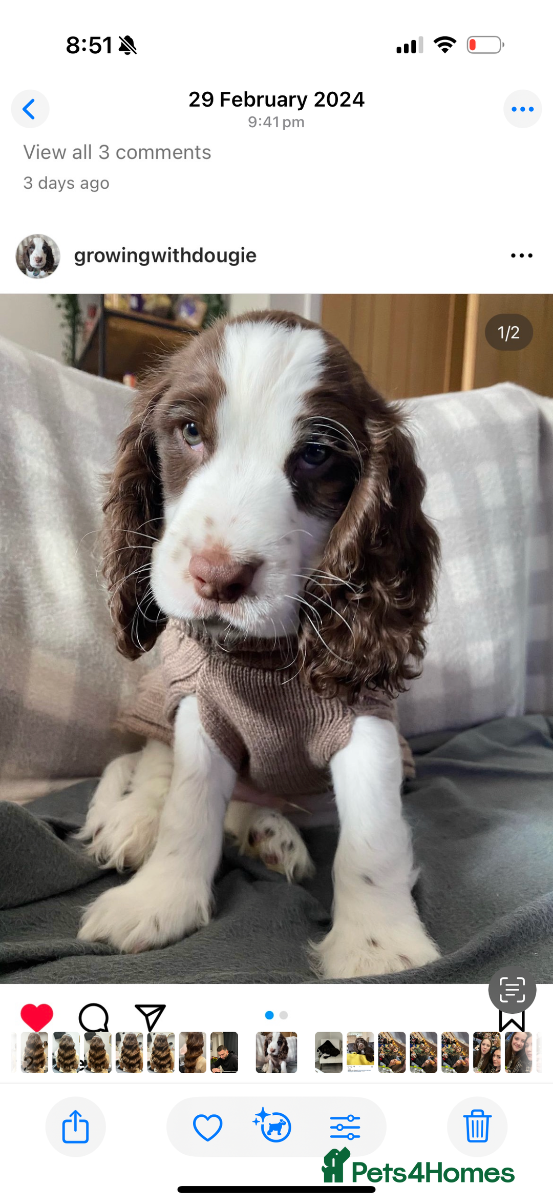 Cocker Spaniel dogs for sale: Exceptional Cocker Spaniel Puppies  - Advert 11